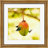 Framed Mangobird