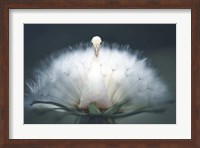 Framed Peacock Wish