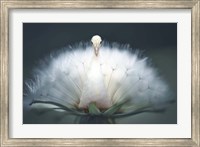 Framed Peacock Wish