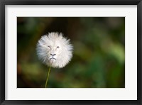 Framed Dandelion