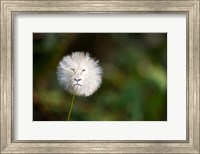 Framed Dandelion