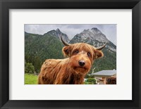 Framed Cowpup 2