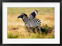 Framed Zebra Zaaven