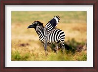 Framed Zebra Zaaven