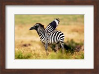 Framed Zebra Zaaven