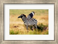 Framed Zebra Zaaven