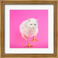 Framed Cachicken