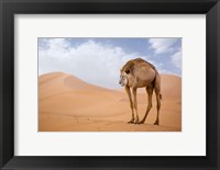 Framed Camelion