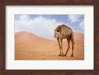 Framed Camelion