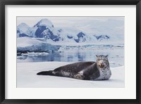 Framed Leopard Seal