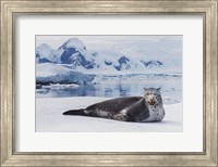 Framed Leopard Seal