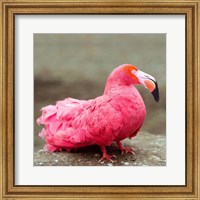 Framed Short neck flamingo