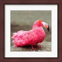Framed Short neck flamingo