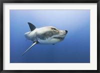 Framed Wolfshark