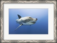 Framed Wolfshark