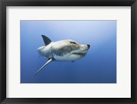 Framed Wolfshark