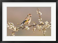 Framed Big Nosed Bird