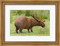 Framed Capybaroose