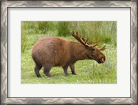 Framed Capybaroose