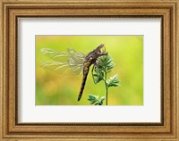 Framed Dragonfly