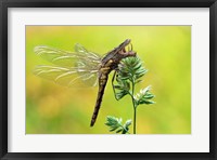 Framed Dragonfly