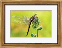 Framed Dragonfly