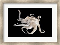 Framed Octophant