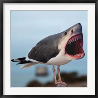 Framed Sharkgull