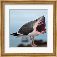 Framed Sharkgull