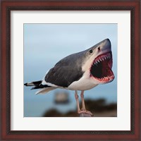 Framed Sharkgull