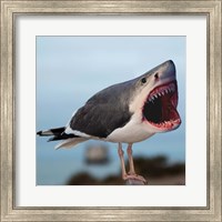 Framed Sharkgull