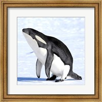 Framed Orcaguin