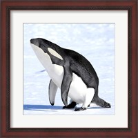 Framed Orcaguin