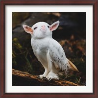 Framed Racoonbird