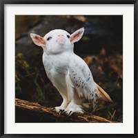 Framed Racoonbird