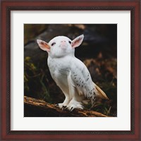 Framed Racoonbird