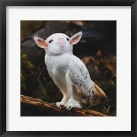 Framed Racoonbird