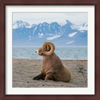 Framed Big Horn Walrus