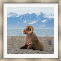 Framed Big Horn Walrus