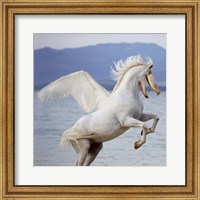 Framed Shoebill Horse
