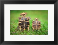 Framed Turtle Pups