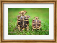 Framed Turtle Pups