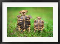 Framed Turtle Pups