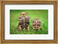 Framed Turtle Pups