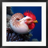 Framed Chicken of the Sea