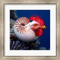 Framed Chicken of the Sea