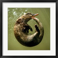 Framed Otterduck