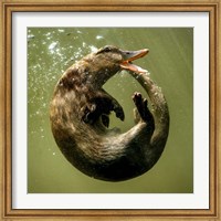 Framed Otterduck