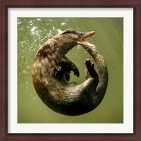 Framed Otterduck