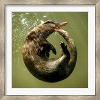 Framed Otterduck